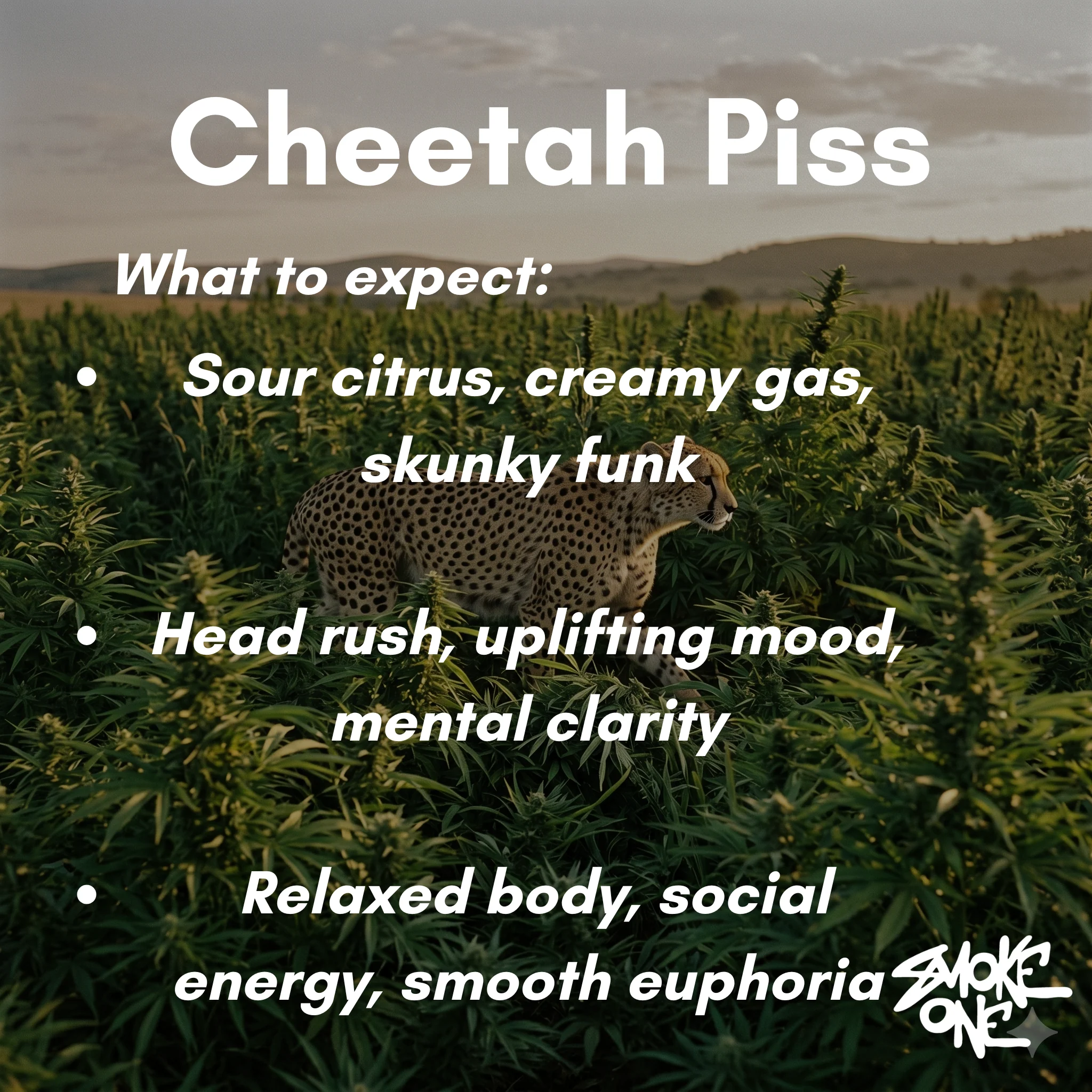 Cheetah Piss - Image 3