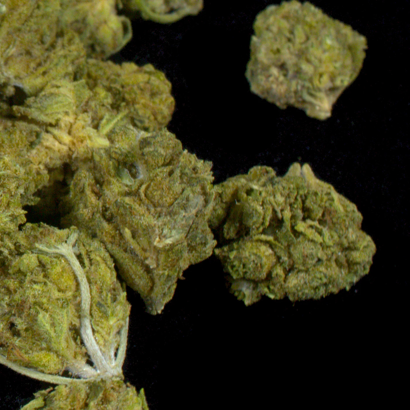 Gelato OG (BOGO) - Image 4
