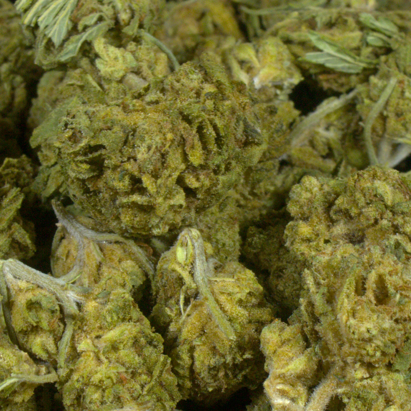 Gelato OG (BOGO) - Image 5
