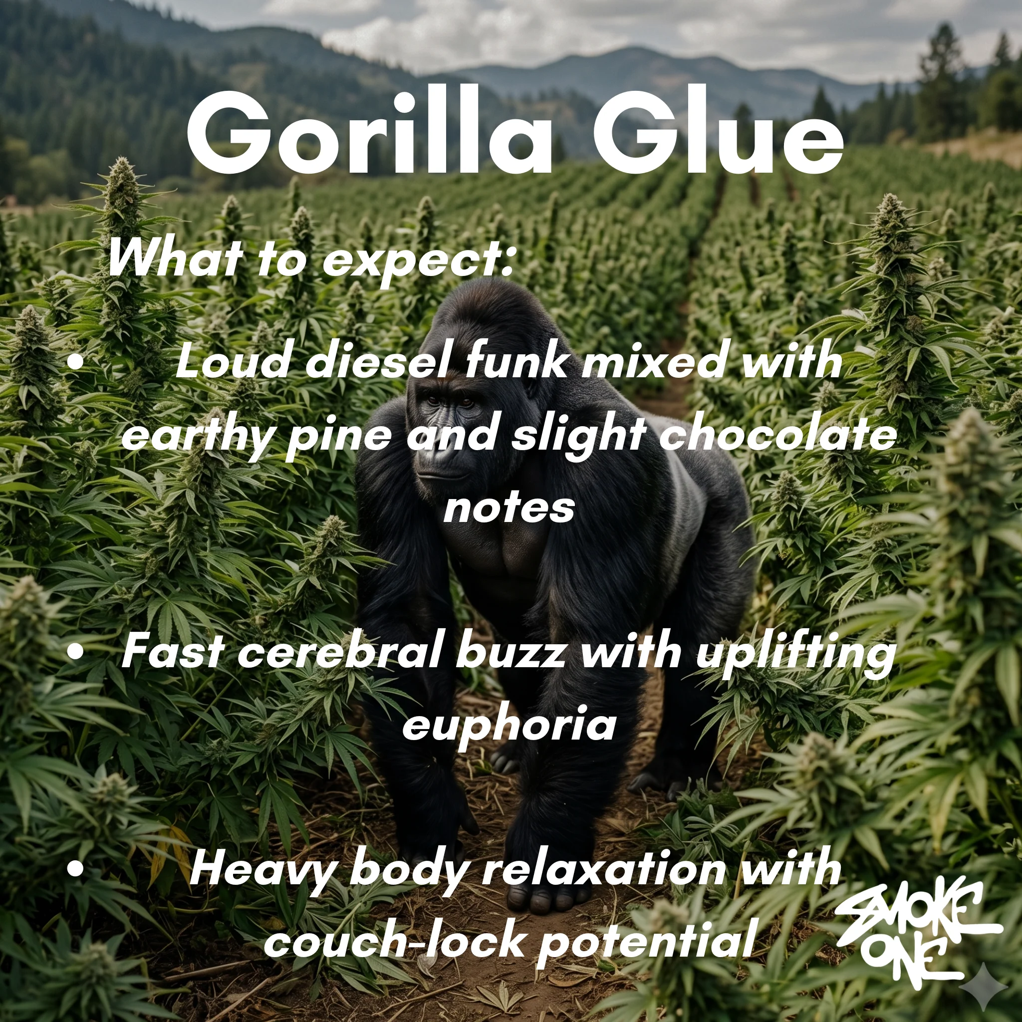 Gorilla Glue - Image 3